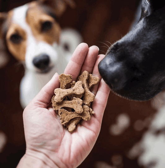 5 erreurs courantes en éducation canine (et comment les éviter avec bienveillance)