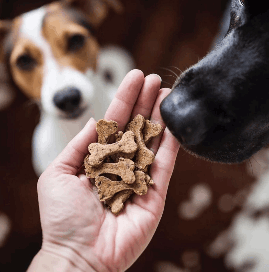 5 erreurs courantes en éducation canine (et comment les éviter avec bienveillance)