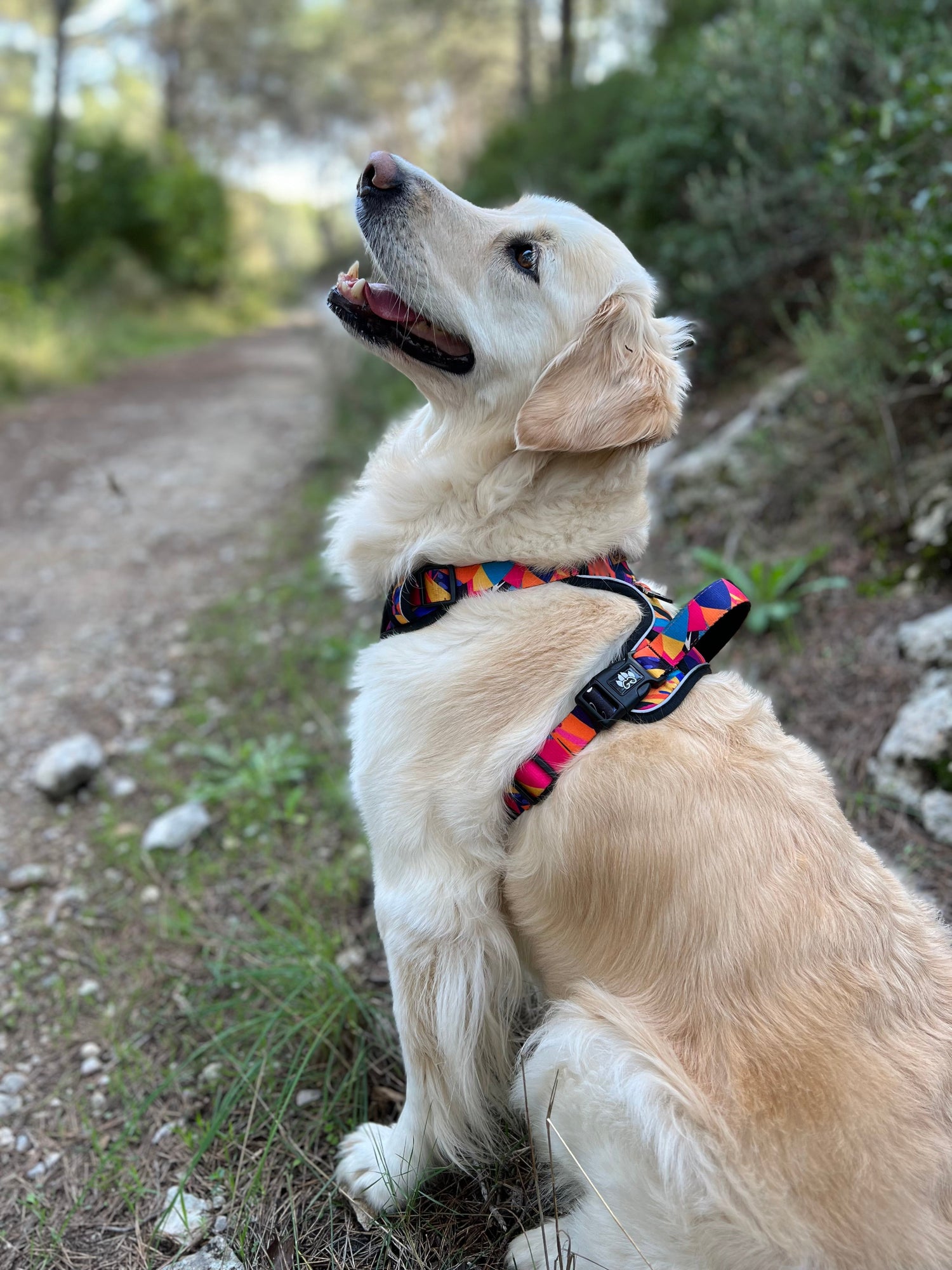 Harnais et Colliers pour Chiens : Confort et Ergonomie