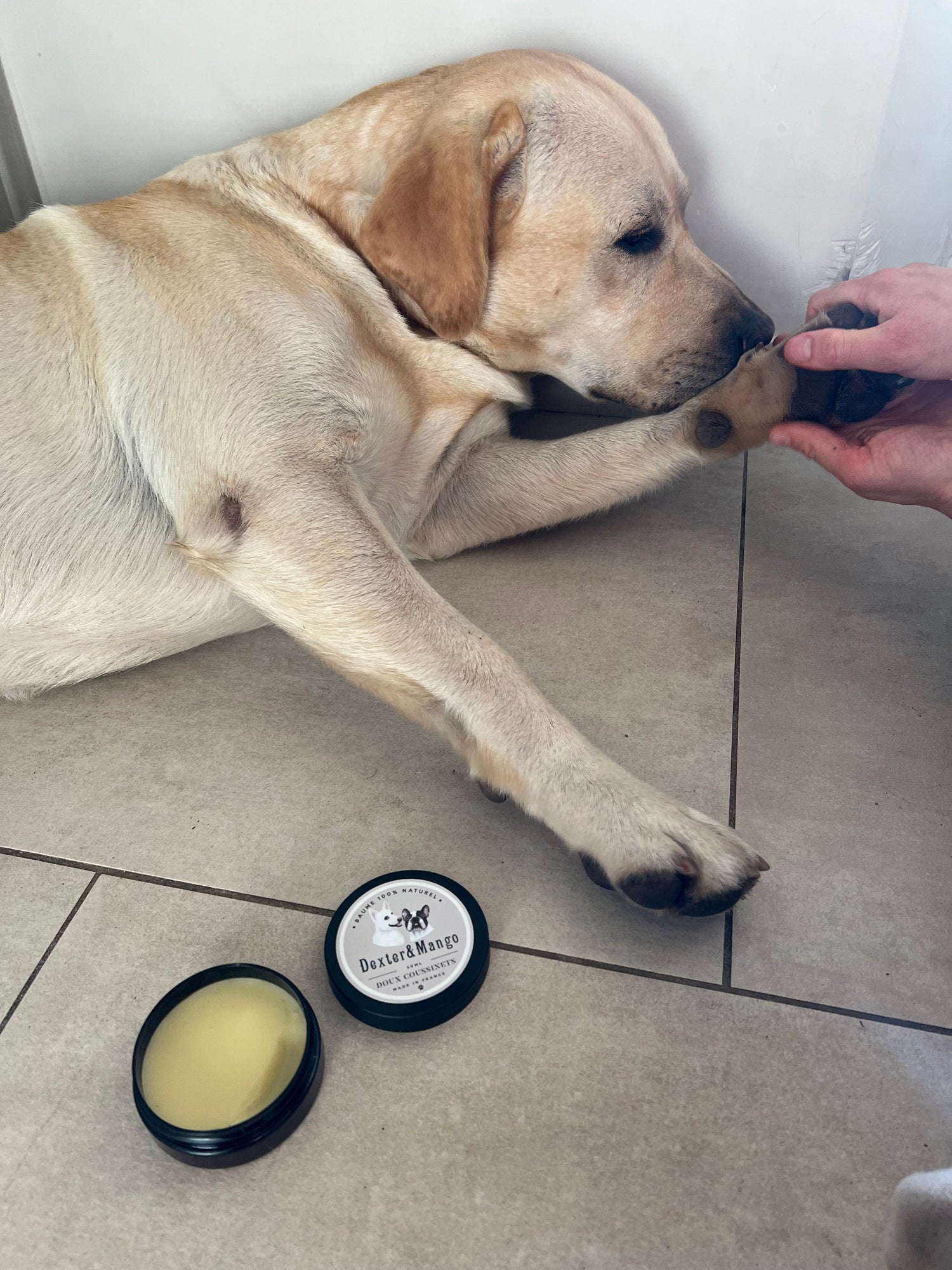 Soins pour Chiens : Produits de Santé et Bien-être