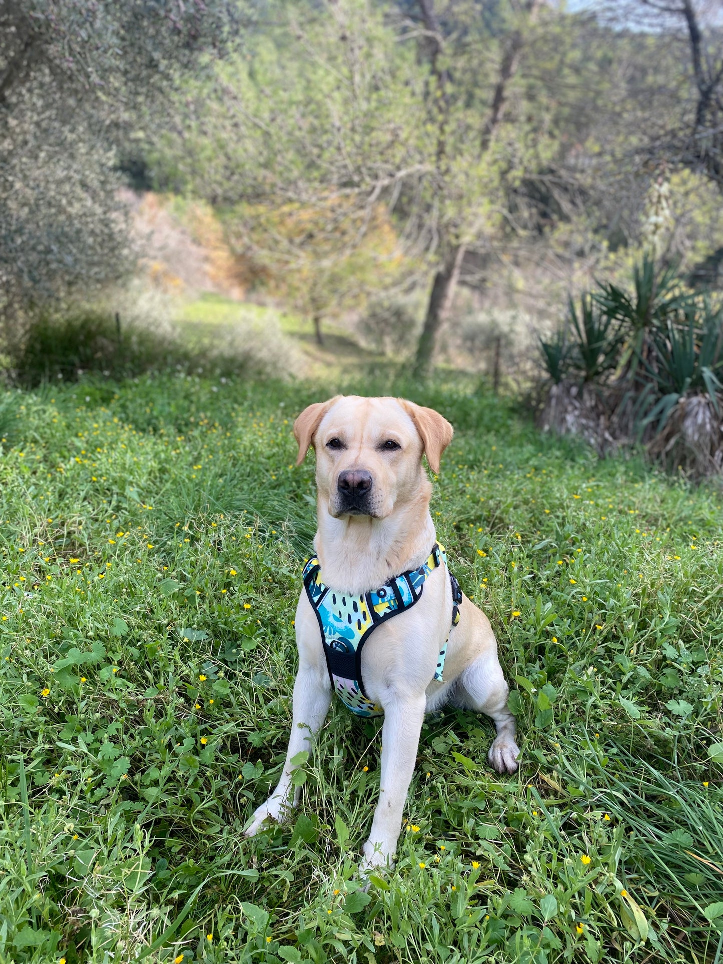 Harnais Goofy Goldens